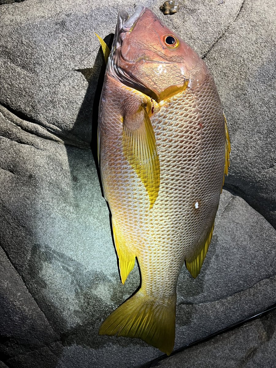 ItskySanbaka's tweet photo. 先週夜釣りいって、ツレが50くらいのジブダイ釣って片身もらって食べたけど今まで食べた白身でもトップレベルに美味かった！
それ一週間熟成したやつ今から食べるけど楽しみすぎるねんけど😋 https://t.co/4mJRtzYpJa
