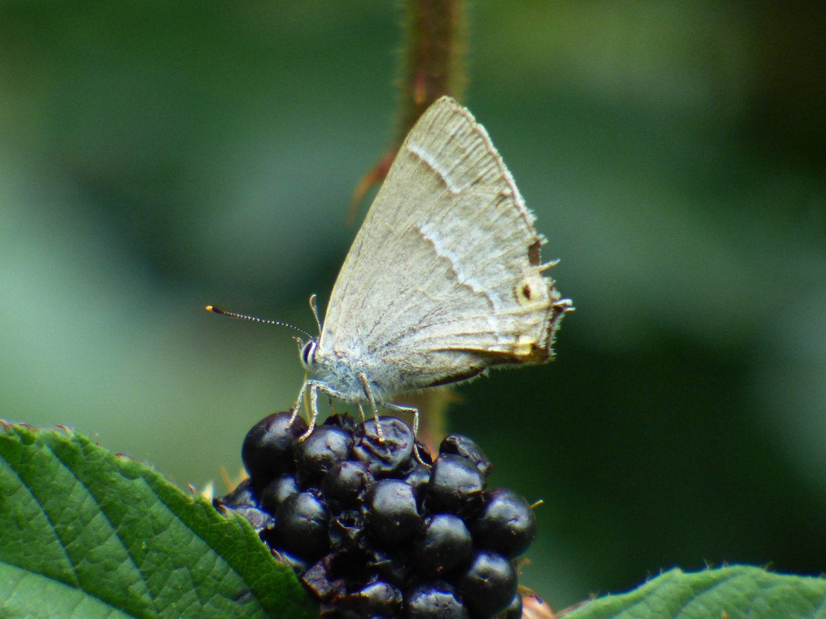 IanMorrisJump's tweet photo. New for Home Patch ✅  this morning, Purple Hairstreak (Favonius quercus) SE 3898 0164 feeding on blackberry juice. @barnsley_nats @BarnsleyBRC @BC_Yorkshire @Ayarell https://t.co/yObaecIF6D