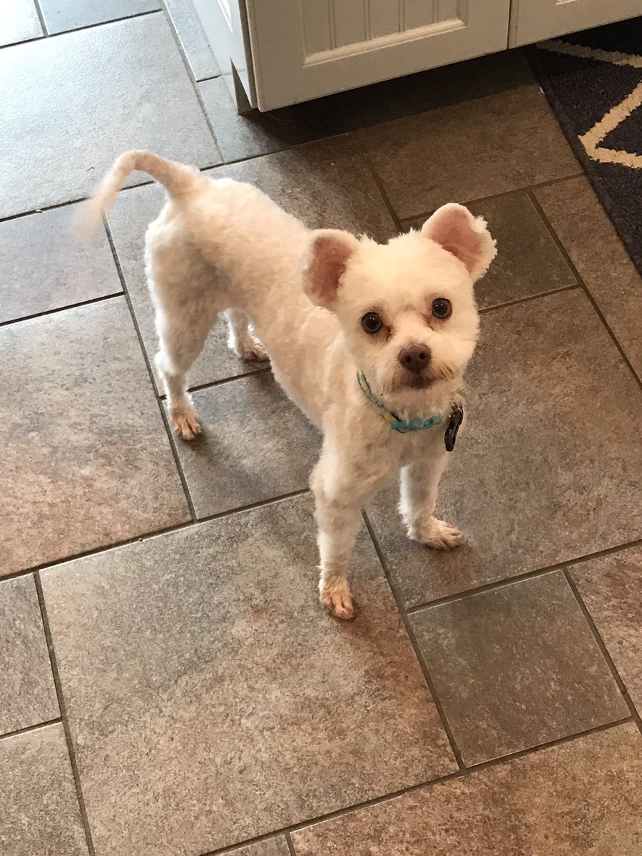 CaitieBucholz's tweet photo. Supporting local business! Animal Palace groomers always does the best job with our pets 🐶🐾 & thanks to VB Animal Care & Adoption for our newest addition! #AdoptDontShop #rescuedogs #whosavedwho #VBSummerBingo #VBHasJoy https://t.co/slqQ3N9Ouv
