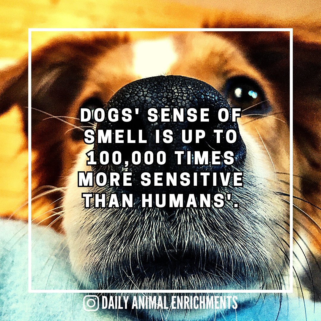 That brings advantages but also certainly disadvantages! 🐶
•
•
•
•
#DailyAnimalEnrichments #DailyAnimalFacts #AnimalsOfInstagram #AnimalFacts #WildlifeWonder #NatureFacts #AnimalLovers #InstaAnimals #AnimalTrivia #NaturePhotography #WildlifeFacts
instagram.com/p/CvfPQcwtS2P/…