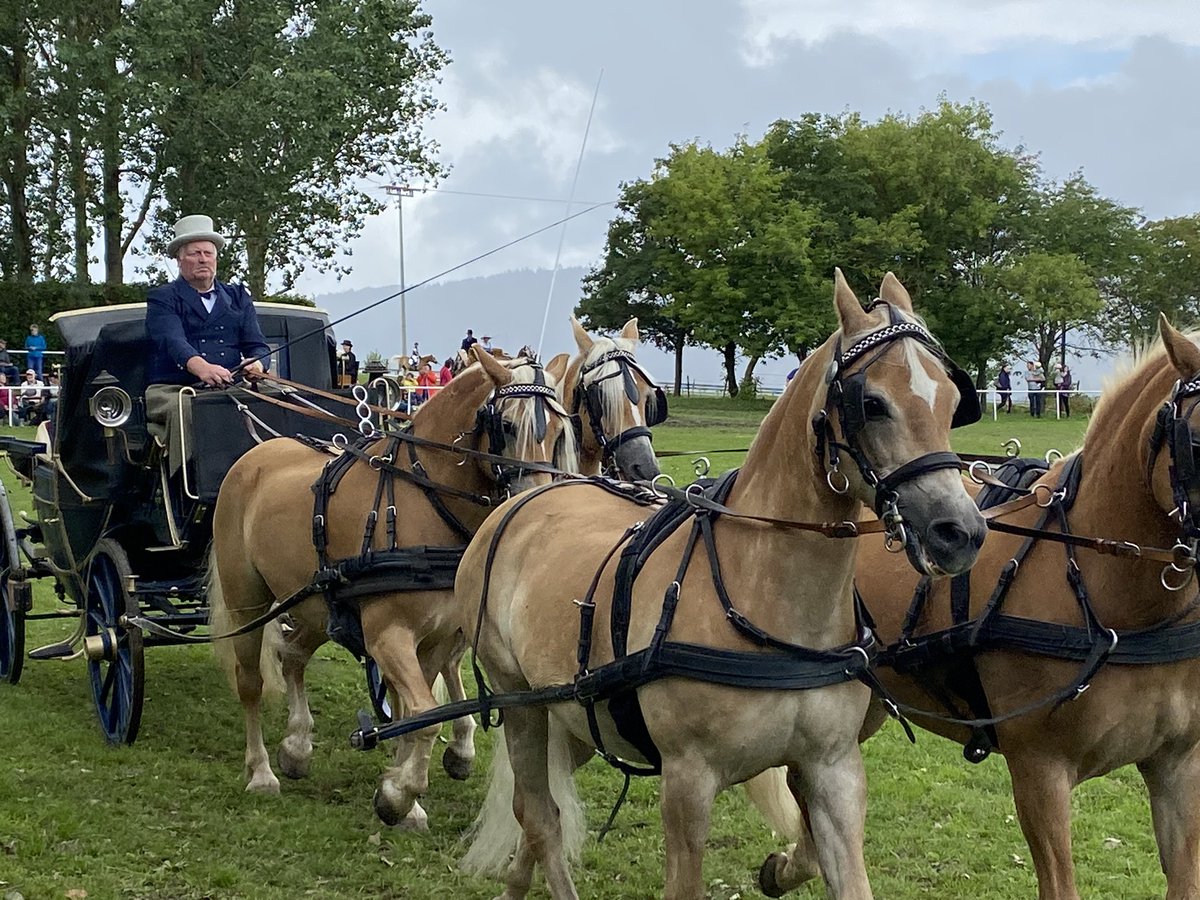 Torsten_Weil's tweet photo. 30 Jahre Haflinger Gestüt in #Meura. Tradition in der Pferdezucht in #Thüringen, dazu tolle Jugendarbeit. @TMIL_Thueringen https://t.co/vXtTfSOdPO
