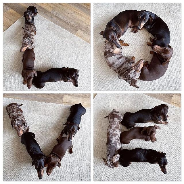 usa_dachshund's tweet photo. Love...say something🥰🥰
#Dachshund #Dachshunds https://t.co/9CvZE089i9