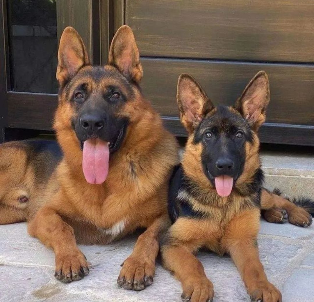 How cute 🖤😍
#GermanShepherd #gsd #Dodgers #gear5 #SWEUSA #BBNaija #XTwitter