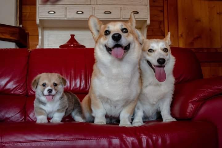 Beautiful corgis 
#corgi #corgilover #corgilovers #dogsoftwitter