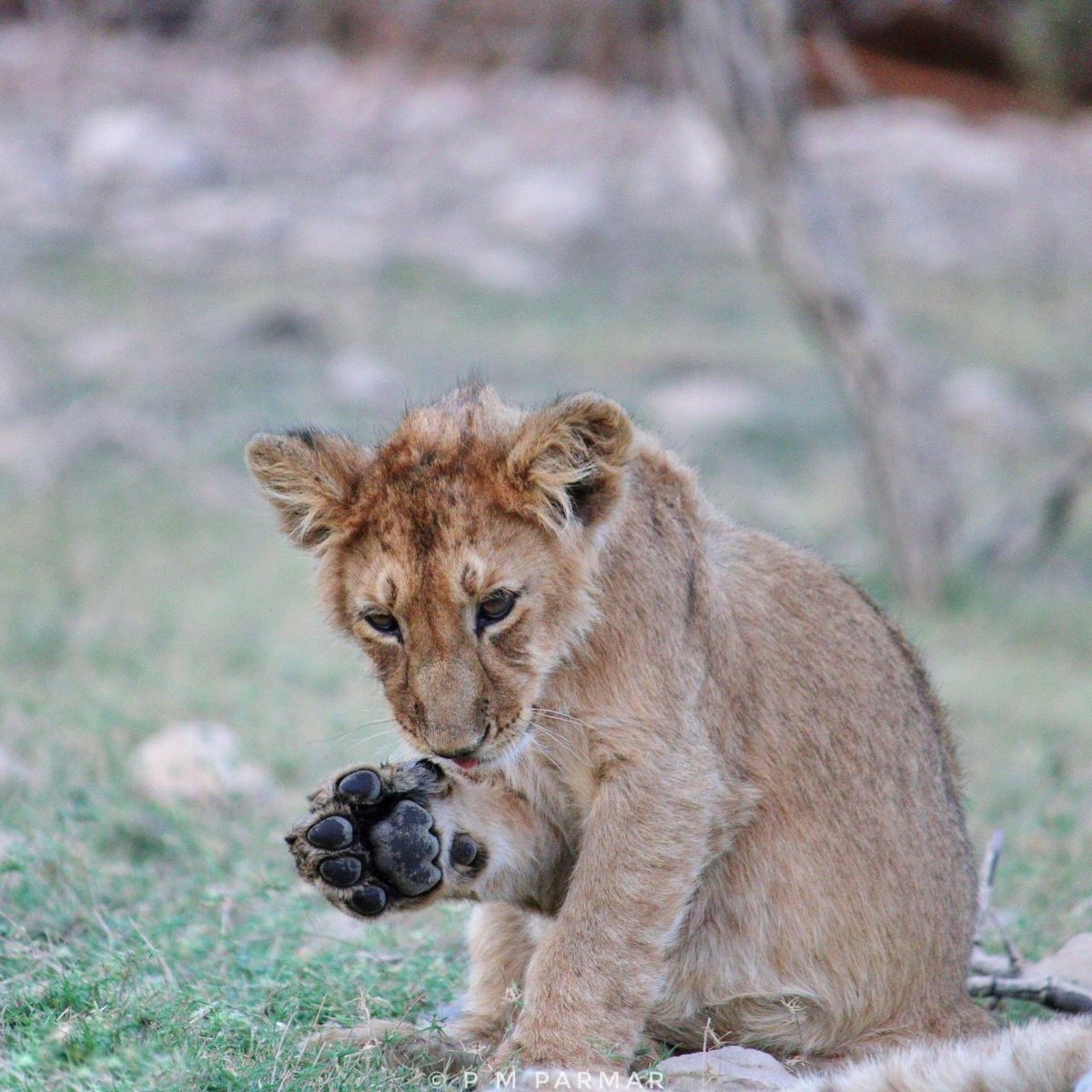 Do you want to friendship with me ???

#HappyFriendshipDay #Lion #wildlife #animal