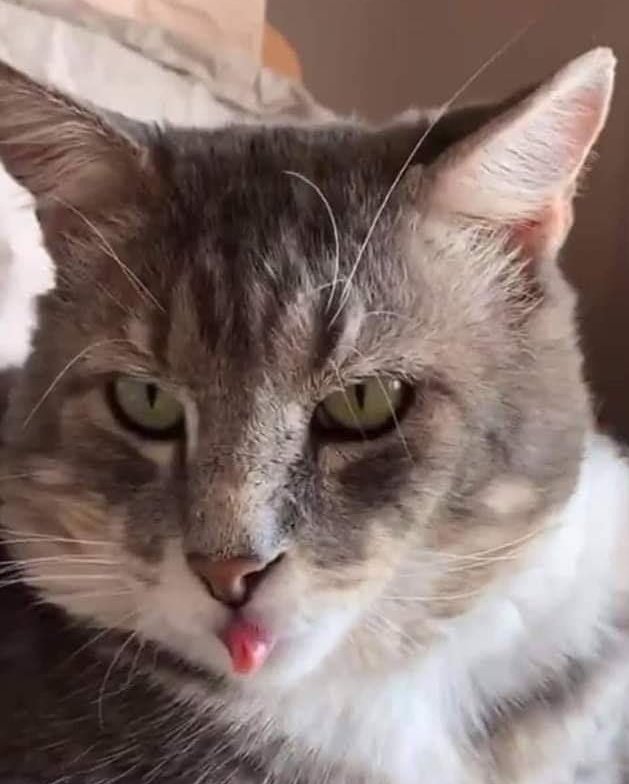 Why you should have a cat tweet media