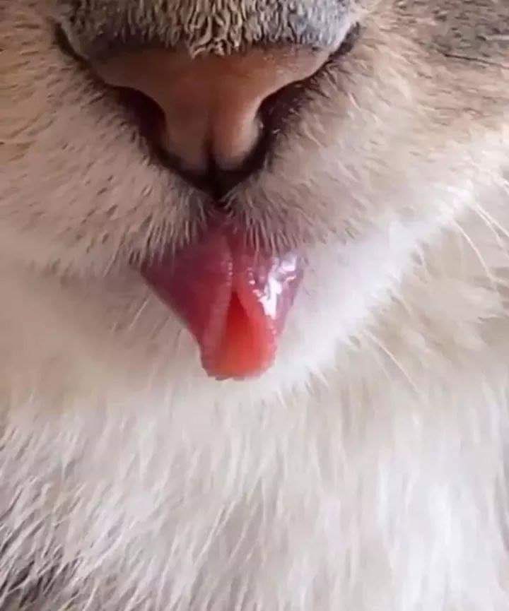 Why you should have a cat tweet media