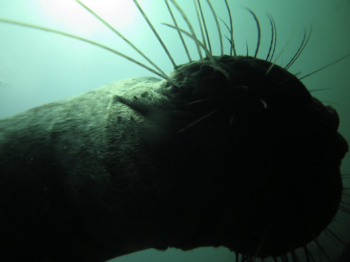 MorrisLeigh's tweet photo. 1-2 dives each year we encounter a Grey Seal that wants to interact closely for the whole dive. Today was one such day. Wonderful to be so interactive with a large wild animalโฆ #ManxNature #divewithbsac #bsacdivers #visitisleofman ๐ฆญ๐คฟ๐ฎ๐ฒ https://t.co/pPNXzPbU6J