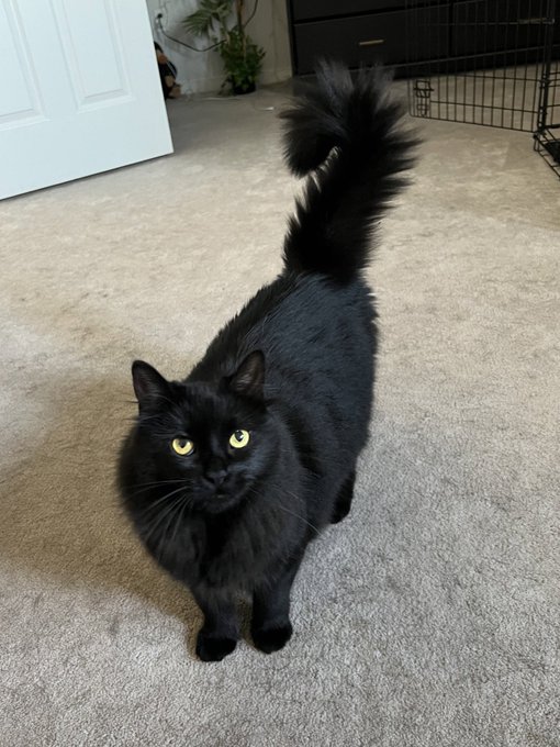 Left is the day I brought Trixie home  Right is today   She looks so happy and fluffy 🥹🩷 https://t.c