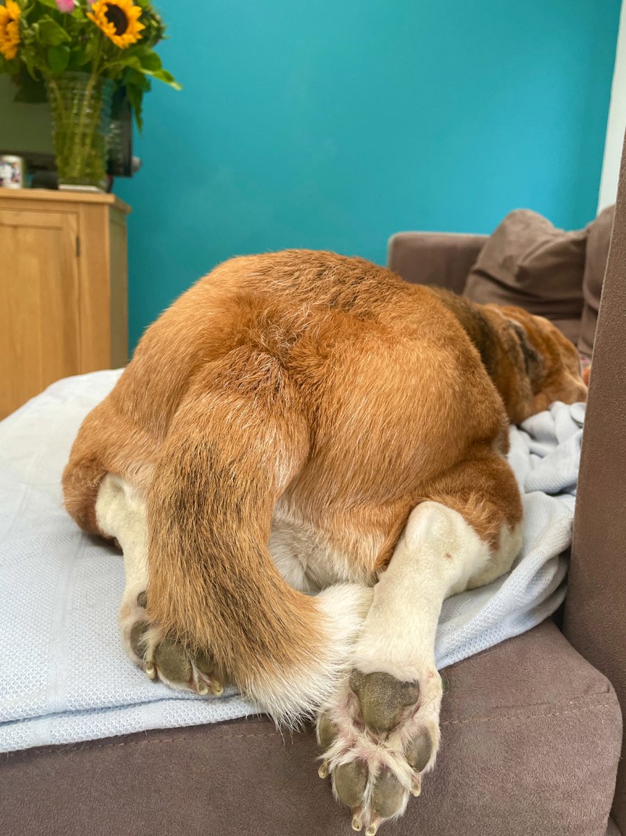 TheBarmyBeagle's tweet image. When you&apos;re trying to be incognito, but your toe beans betray you! 🐾 😂