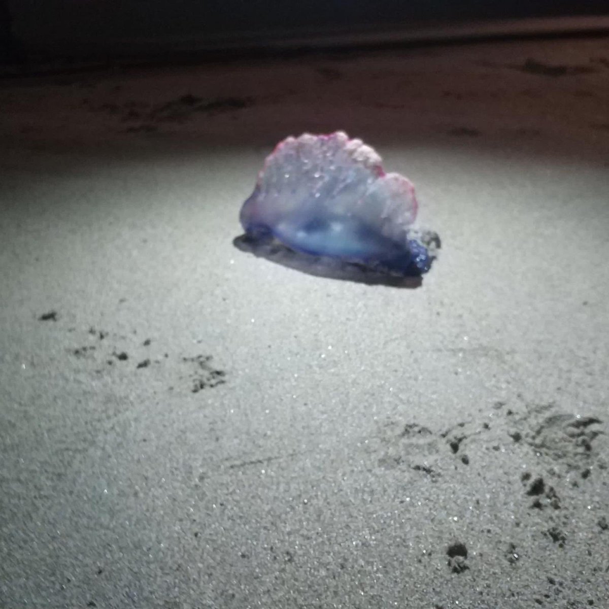 Mucho cuidado #carabelaportuguesa en Malpica

#malpica #surf #bodyboard #malpipeline #costadamorte #galicia