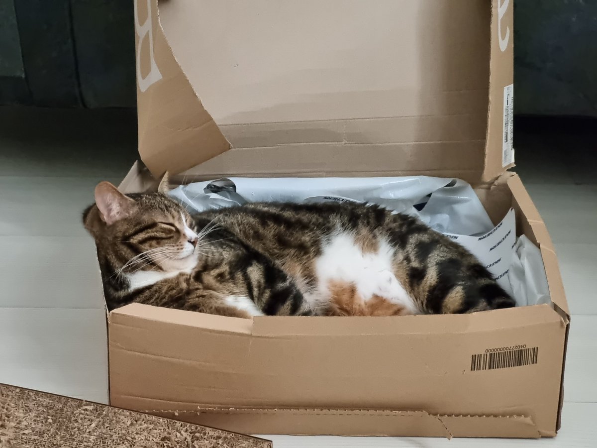 erd_kan's tweet photo. Şuraya #eyyamıbahur sıcaklarından etkilenen bir kedi bırakıyorum. https://t.co/RHnMOm0UxO