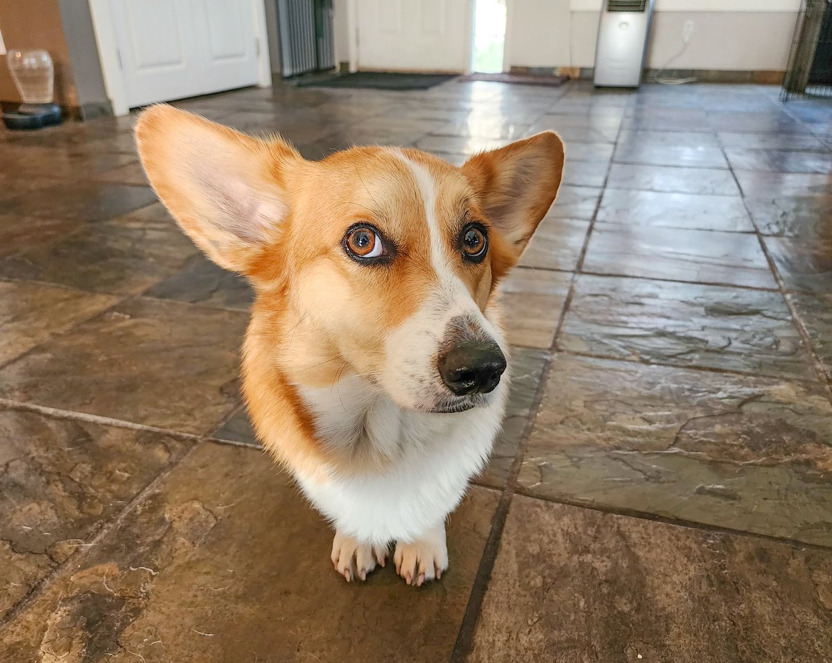 Corgi_Lovers0's tweet image. Look 
#CorgiCrew #Corgi #CorgiLover #corgilovers #gear5 #PaulDiaz #XDC #XTwitter
