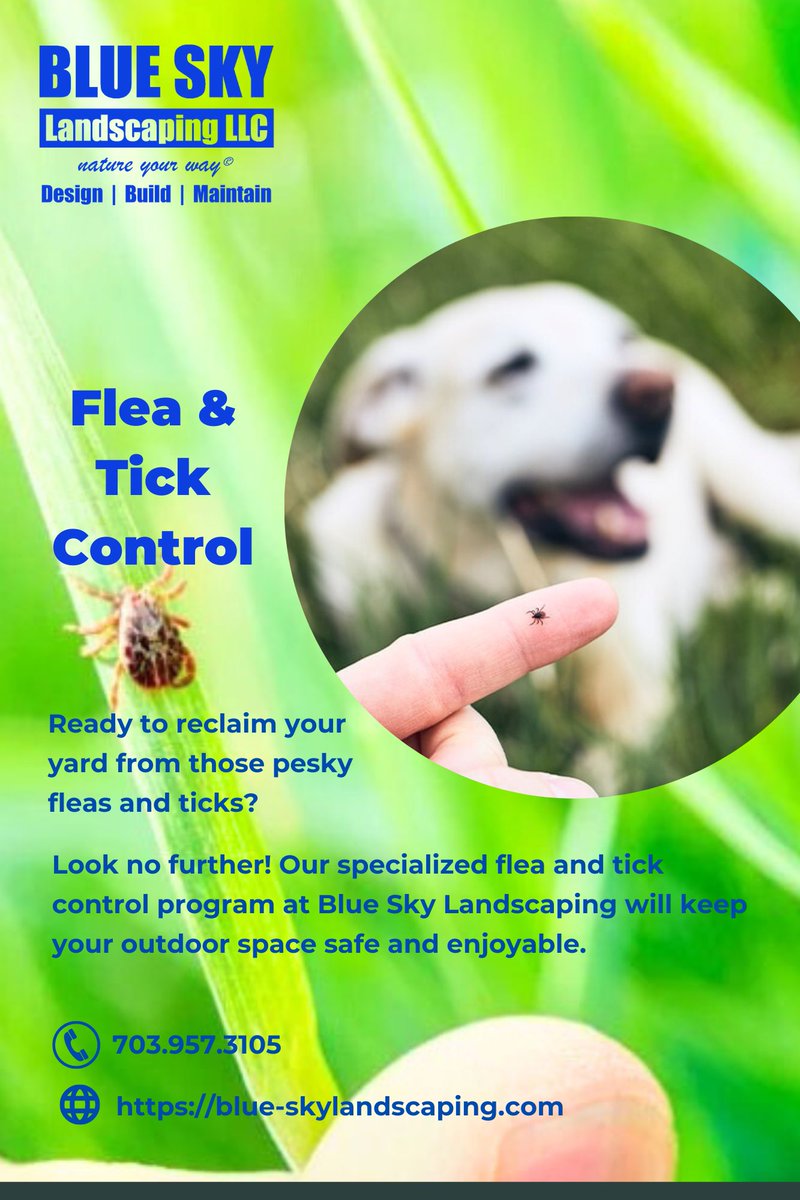 Make your yard a haven for outdoor activities, not a breeding ground for fleas and ticks! Blue Sky Landscaping offers a tailored flea and tick control program to keep your property pest-free. Enjoy a beautiful landscape without unwanted guests. 🏞️🐜

 #pestmanagement #outdoorfun