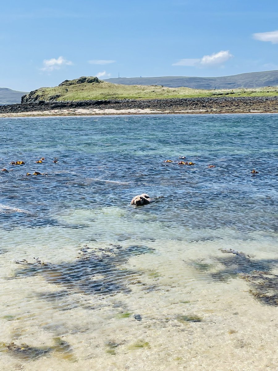 karenohara76's tweet photo. Murphy had the best holiday on Skye, incorporating all his fave things; swimming, tennis balls, stunning scenery and his best mate Alfie! #schooldogdowntime #lifeofMurphy https://t.co/uR22B8WT3t