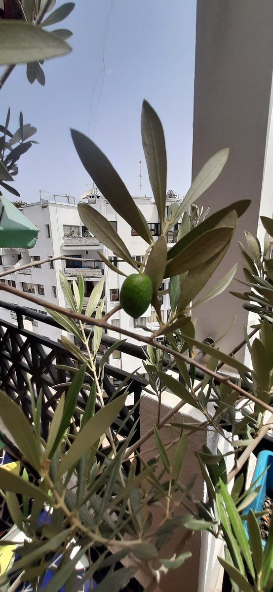 imaneazmi's tweet photo. L'olive des villes...
#olivier #potagerurbain #vert https://t.co/XNozohGaVP