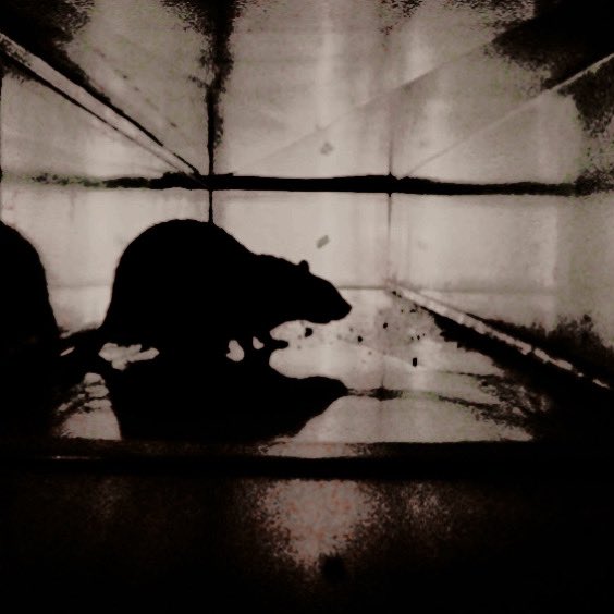 disloyalratt's tweet image. 