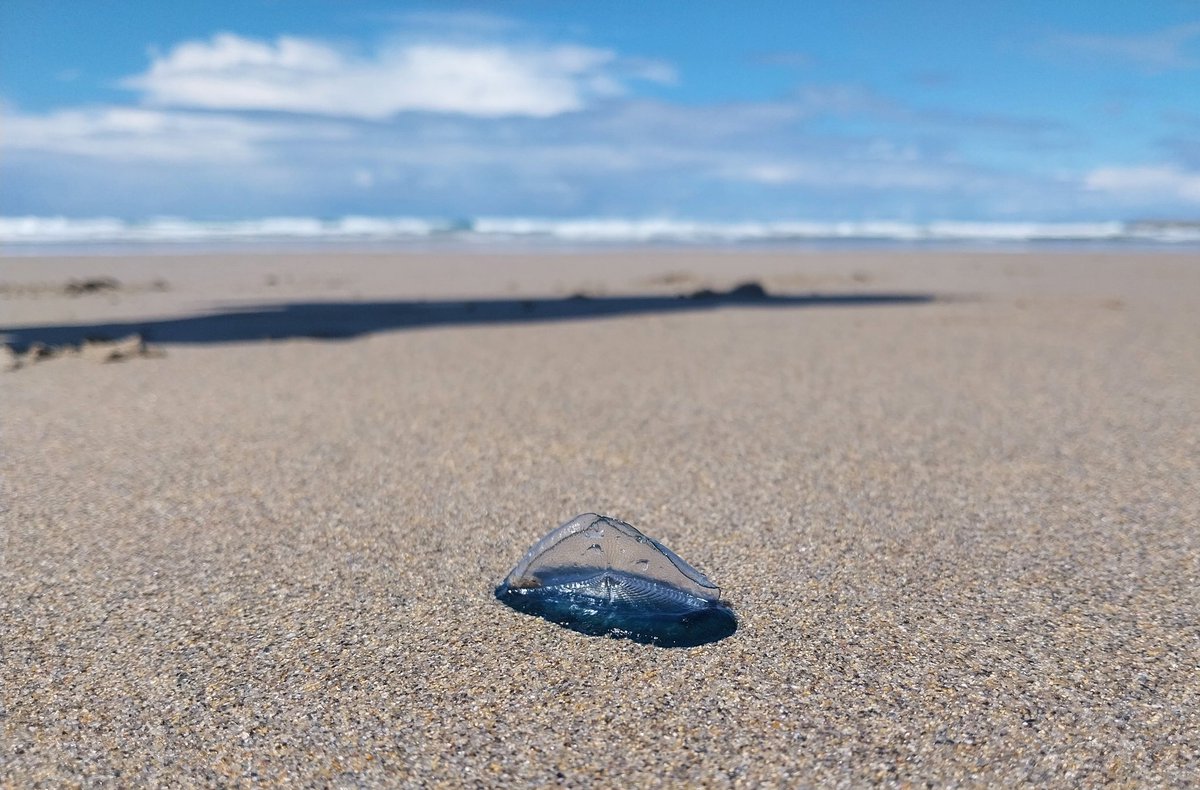 davidwood (@davidwoodislay) on Twitter photo Masses of By-the-wind sailors washing up on the west coast of #Islay today. Masses of By-the-wind sailors washing up on the west coast of #Islay today.