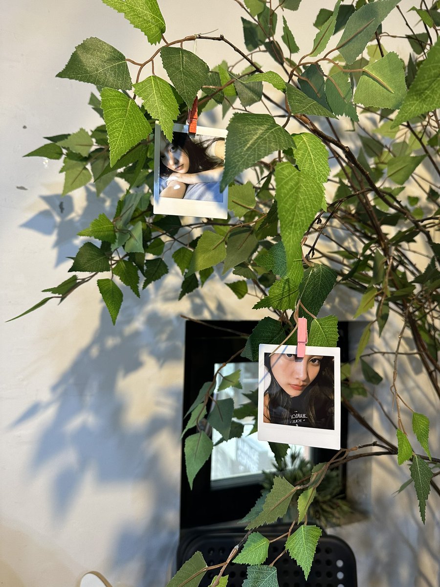 Ur_Banana's tweet photo. 생카 한쪽 코너에 프린이 미소가 주렁주렁 열린 나무가 있었다. 하늘, 햇살, 꽃, 풀 좋아하는 우리 애기가 비록 사진이었지만 편안하고 행복해 보였다. 예쁜 사진으로 걸어주셔서 감사합니다 :) 프린아 우리 이제 더 많이 웃자🤍

#여름은_언제나_프린이의_계절 
#srchafreen https://t.co/2pNMbyot8U