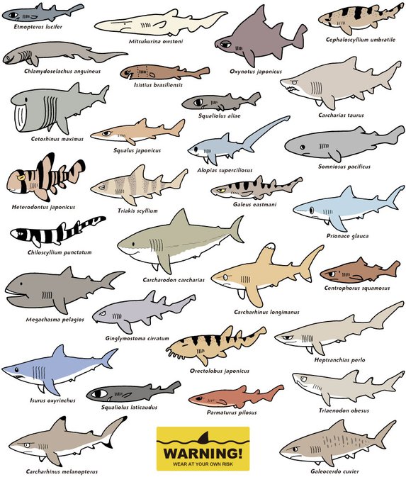 「english text shark」 illustration images(Latest)