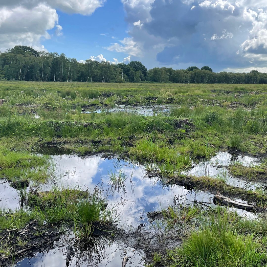 Somerset's peatlands aren't just beautiful landscapes (although they are beautiful) — they also act as carbon sinks! 🌱

That means they're capable of absorbing and storing massive amounts of CO2 from the atmosphere.

#SomersetLevels #LOVEPeat