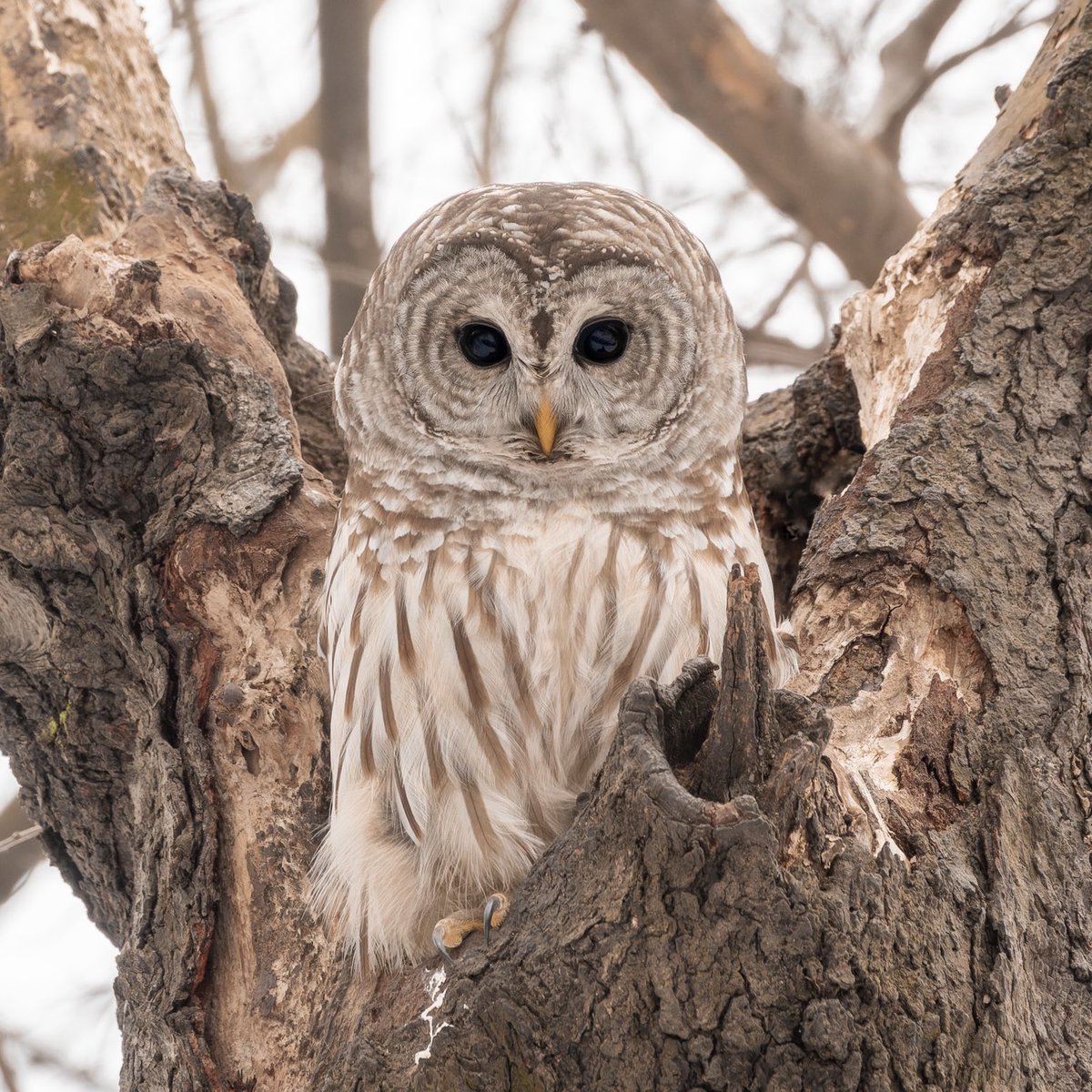 Jacqueline Emery tweet media