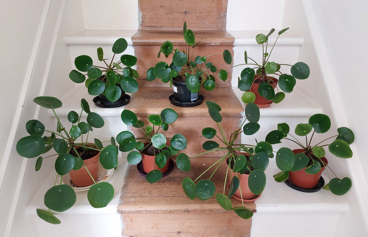 MaryStanwyck's tweet photo. Pilea repotting day. The all look quite pleased with the result. #pilea #peperomioides #pileapeperomioides #chinesemoneyplant #PlantTwitter #Houseplants https://t.co/bwWmKNf0dU