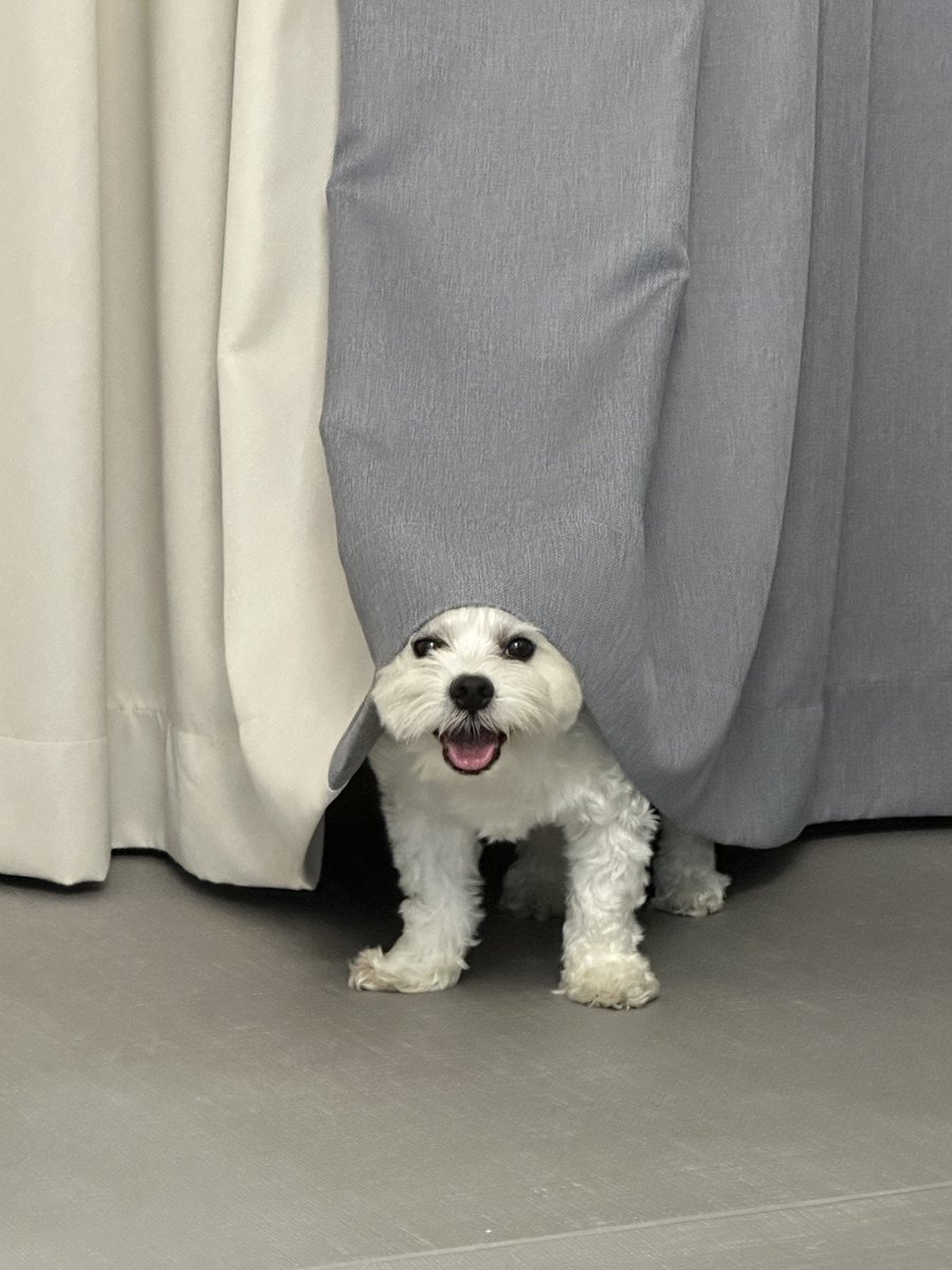 enhypenweverse's tweet photo. [ #정원’s Post ] 230806

#JUNGWON: Puppy [very cute tone]

@ENHYPEN_members @ENHYPEN #ENHYPEN #엔하이픈 https://t.co/NlTX0ftFne