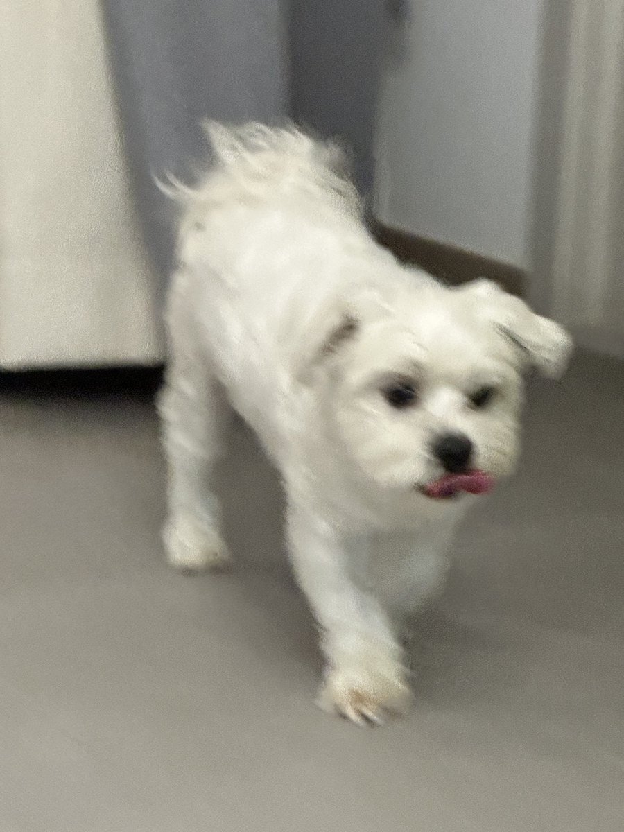 enhypenweverse's tweet photo. [ #정원’s Post ] 230806

#JUNGWON: Puppy [very cute tone]

@ENHYPEN_members @ENHYPEN #ENHYPEN #엔하이픈 https://t.co/NlTX0ftFne