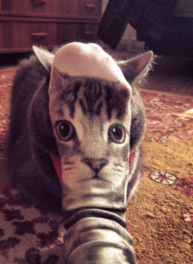 Thereisnocat_'s tweet image. 