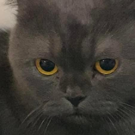 this gray scottish fold is so shine when he sleeps tweet media