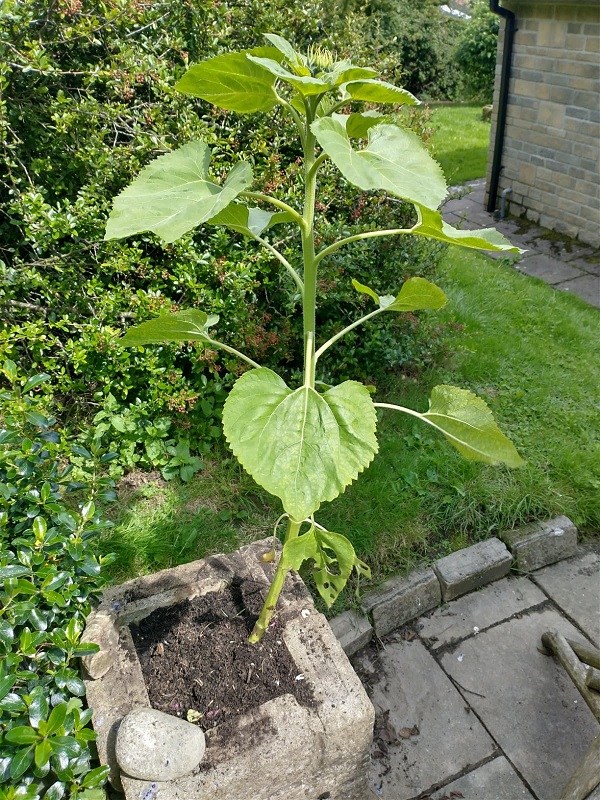 Like Smudge in our simulation activity Seeds to Plants, I am growing a sunflower from a seed this summer
stormeducational.co.uk/seeds-to-plant…
#edchat #edapps #stem