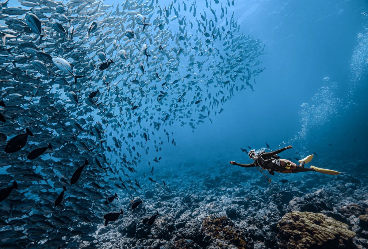 dengyangyan11's tweet photo. Gradient seas + rich seabed
Beautiful corals + colorful fish
Every scene is a diving memory worth framing!
Here, waiting for you to come, once you come, you don't want to leave!
#Godivingtogether #Malaysia https://t.co/oT2wmvkPM8