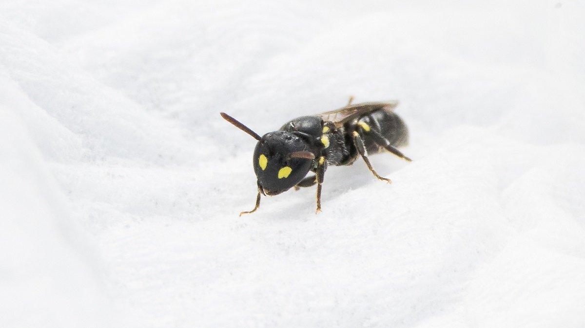 More rare bees from Ledbury thanks to @naturephotos_uk This is Little Yellow-face bee, Hylaeus pictipes. <a href="/HeritageFundUK/">The National Lottery Heritage Fund</a> @clan_cic