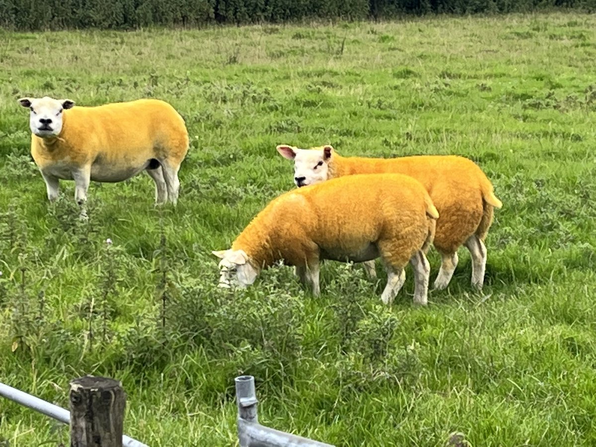 Having decried shows and not gone to one for quarter of a century, Rhianydd decided she wanted to take sheep to Brecon. Our scratch team got 1st group of 3 and Rhianydd got Reserve Champion in the YFC classes. Meanwhile in Llangadog we picked up Reserve Champion with our carcass.