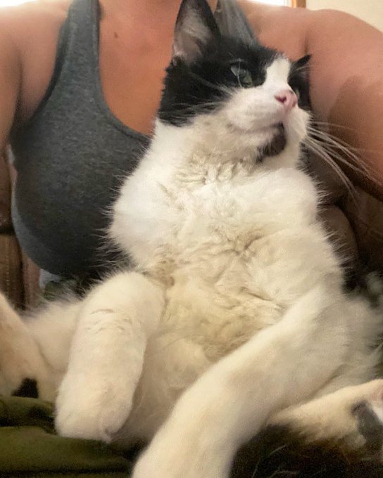 Oliver very suddenly and unexpectedly crossed the rainbow bridge at 5am this morning. He was about 15