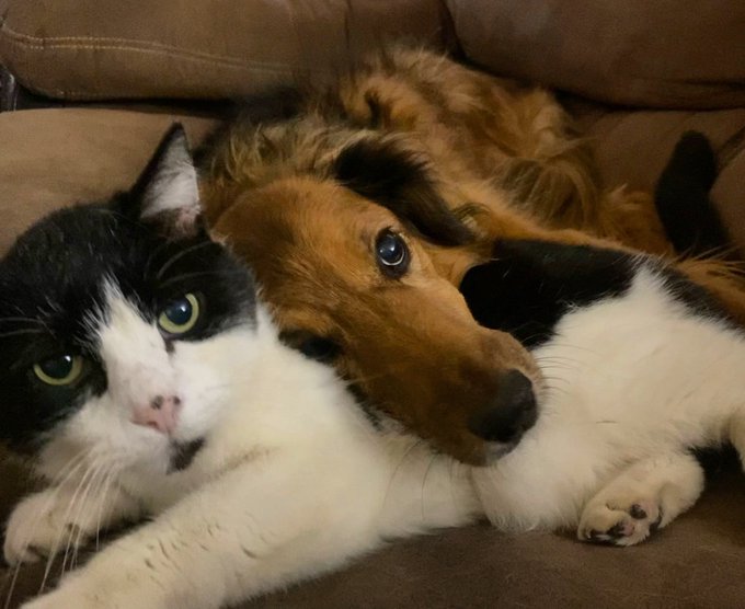 Oliver very suddenly and unexpectedly crossed the rainbow bridge at 5am this morning. He was about 15