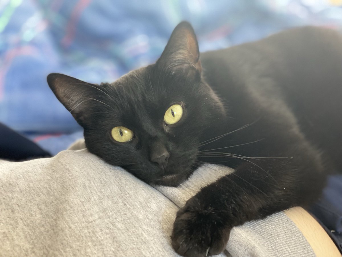ManounB's tweet photo. @ValoniaFeline Chez nous, c’est 2 chats noirs 🥰 https://t.co/GHKzQl0W8X