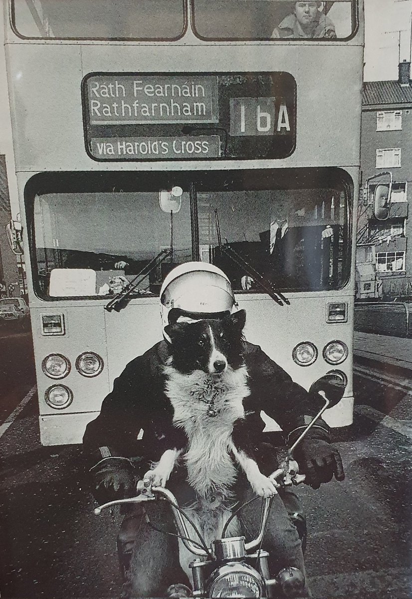 monicamc2006's tweet photo. Dog driver, Dublin, 1980s.😍🐕
Spotted this @littlemuseumdub https://t.co/0rA1ddnwYA