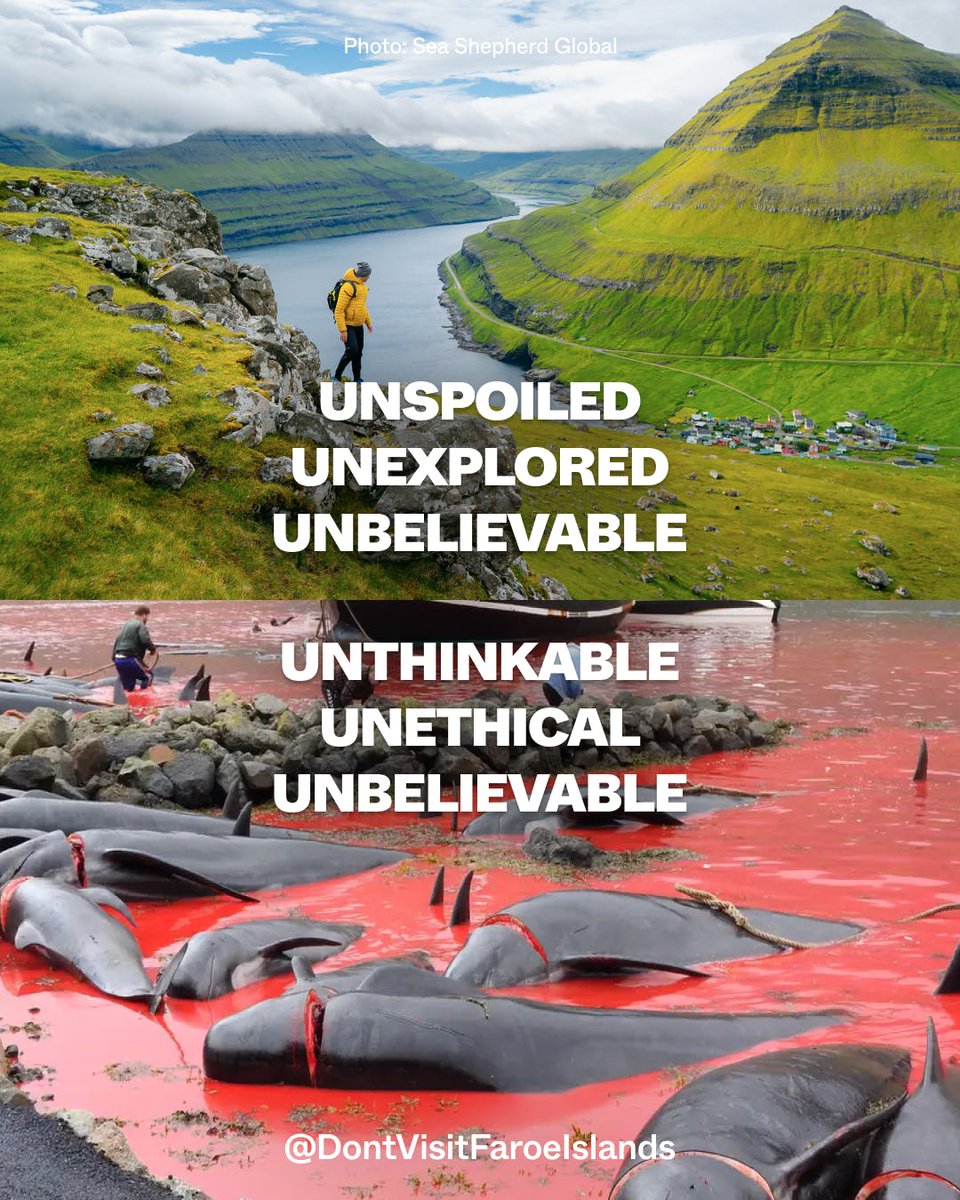janischshane's tweet photo. #StopTheGrind
Those hills might look grand, but that means nothing when the sea looks so red.
#Unthinkable
#Untheical
#Unbeliievable
#DontVisitFaroe
#NoMoreHunts
#SaveOurwhales
Credits Seashepherd https://t.co/6b5x5nuJqP