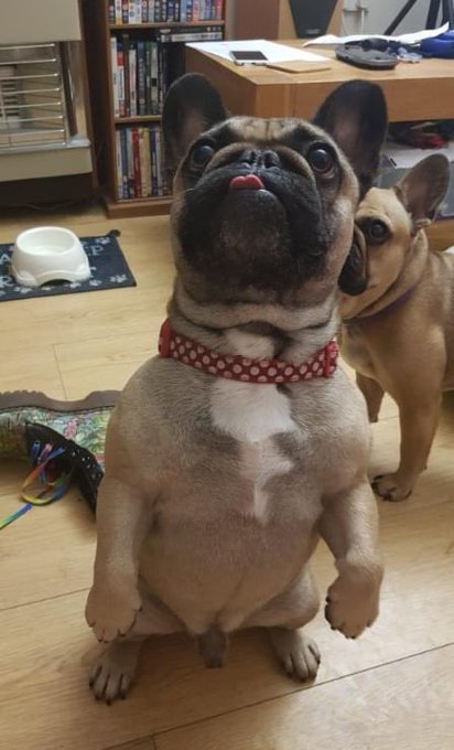 Rest in peace my beautiful boy :( I&rsquo;m so heartbroken. https://t.co/c4zmgJHMdK