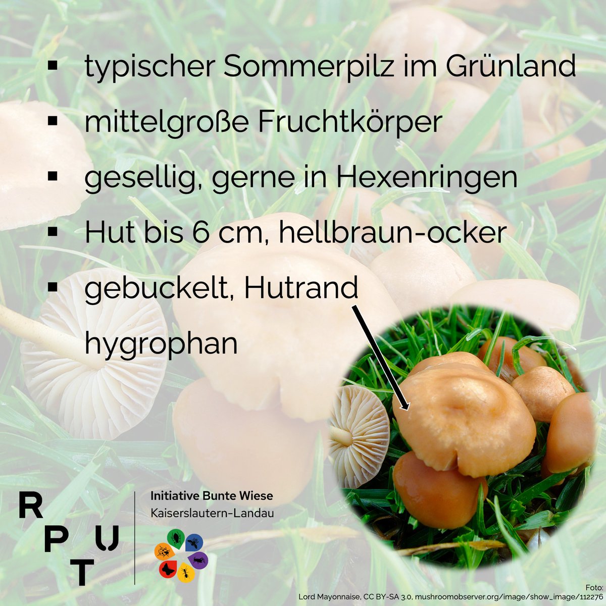 BunteWieseKLLD's tweet photo. #Hexenringe im Sommer in Parks? Das könnten Fruchtkörper des Nelken-Schwindlings sein! 
#BunteWiese #Landau #BunteWieseLandau #RPTU #Biodiversität #Marasmius #MarasmiusOreades #Schwindling #NelkenSchwindling https://t.co/PpmAPbIWp6