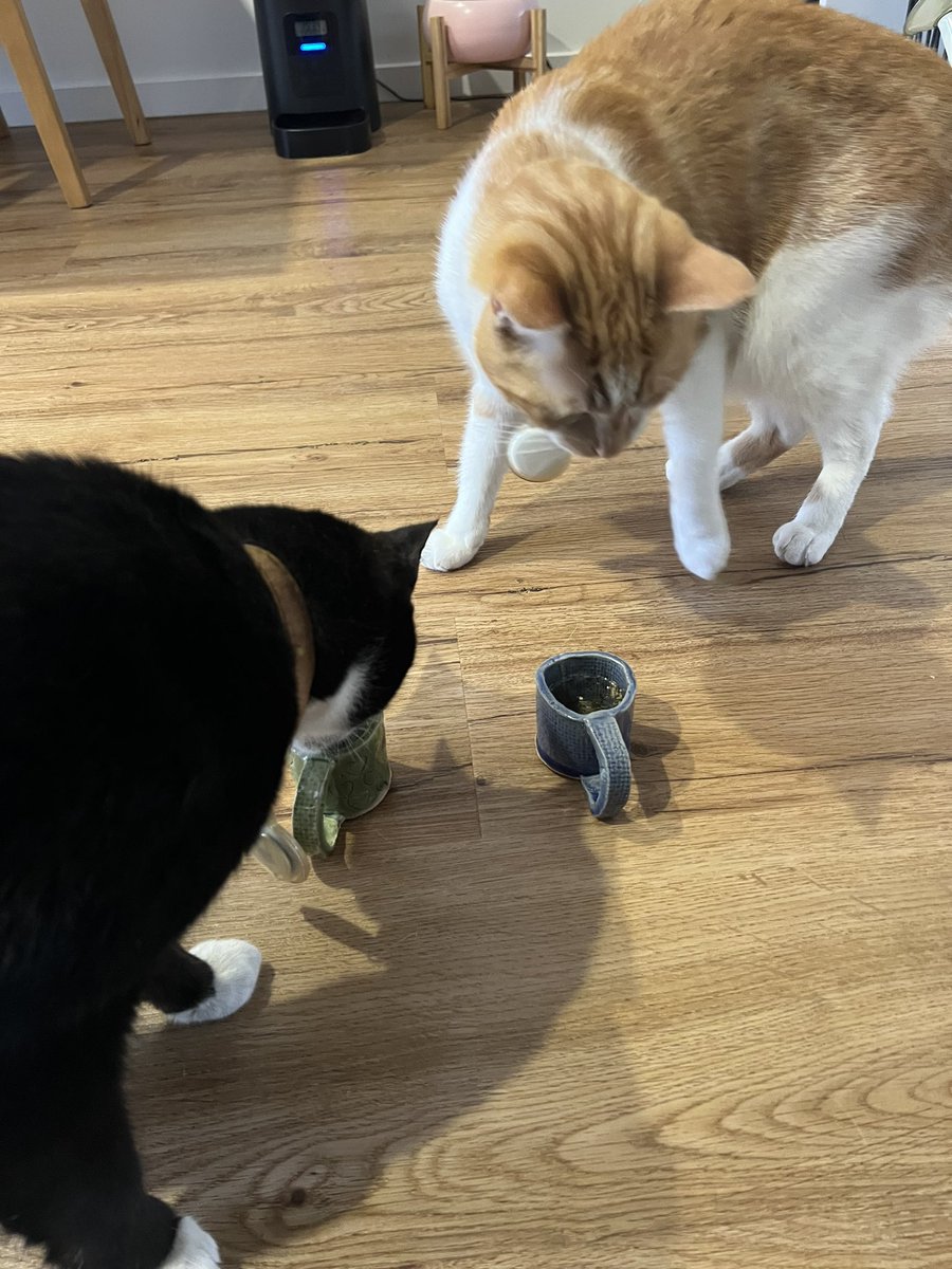 myjunemoon's tweet photo. You ever make catnip tea in handmade espresso mugs for your cats to enjoy on a Sunday afternoon? https://t.co/VePcurreoY
