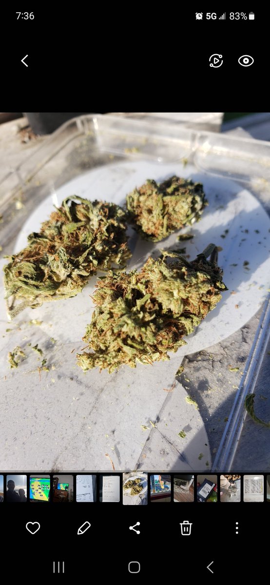 bandit420ca tweet picture