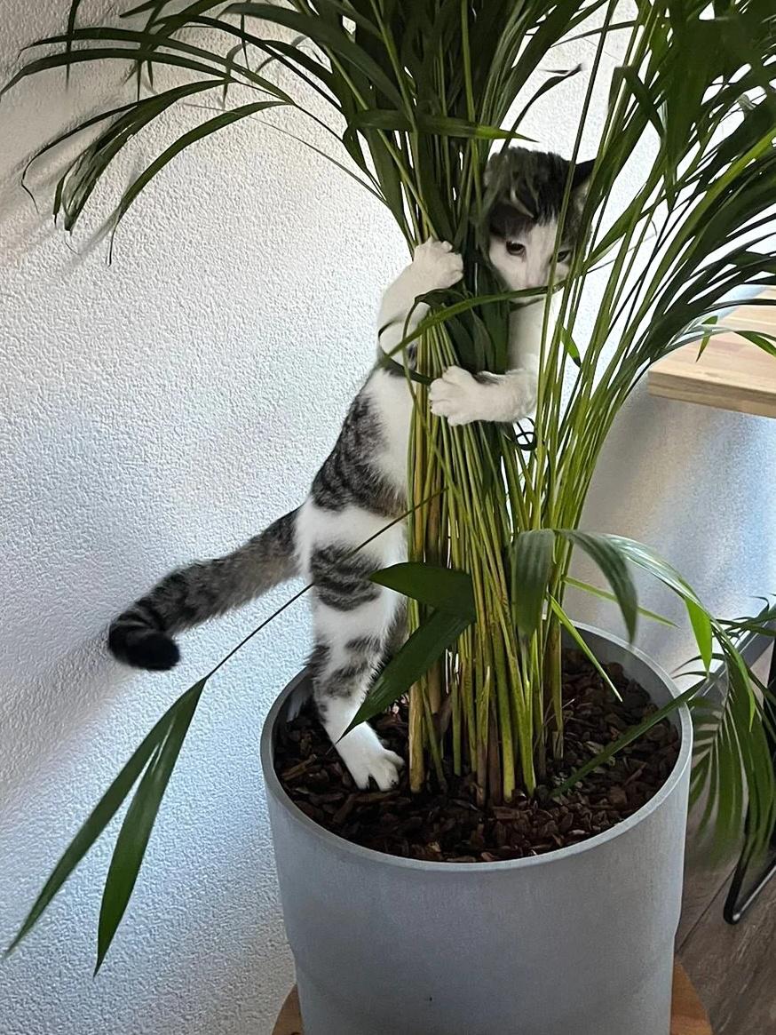 Why you should have a cat tweet media