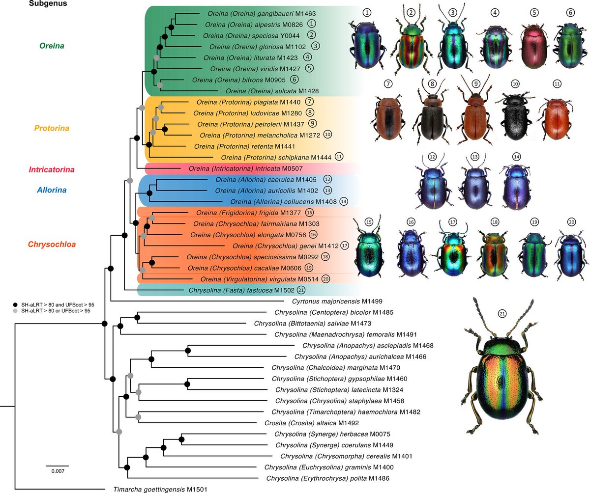 #LiteratureNotice Gauthier et al. Museomics reveals evolutionary history of Oreina alpine leaf beetles (#Coleoptera: #Chrysomelidae) doi.org/10.1111/syen.1… #Beetle #Beetles #LeafBeetles #Museomics #Phylogenetics