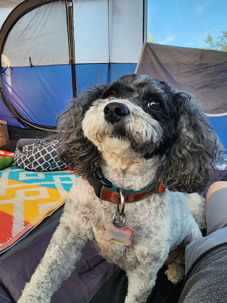 Brittany tweet media