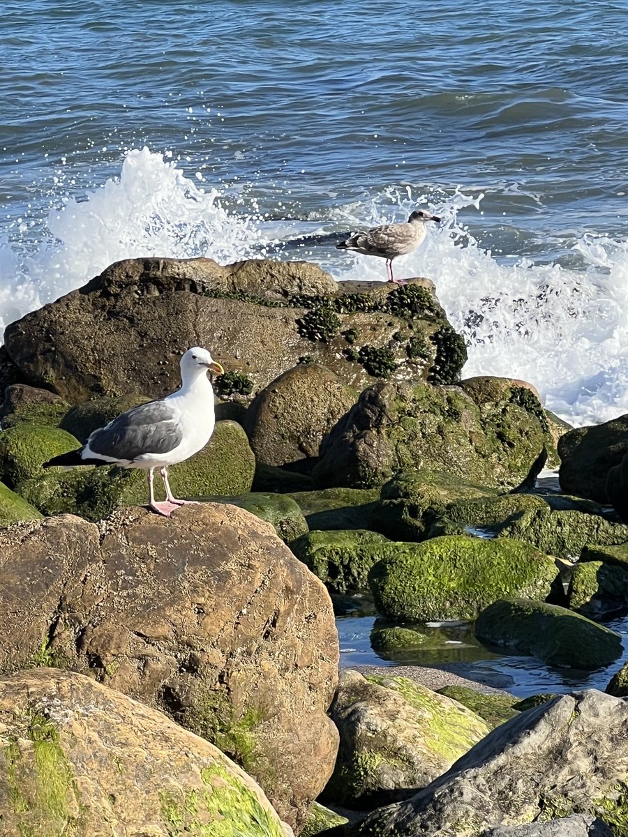 A couple of birds hanging out peace and love. 😎✌️🌟❤️🥦🍒🌻🌈☮️