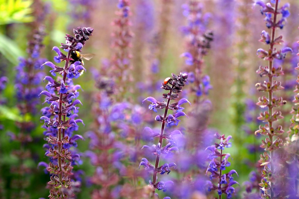 Good morning, climb every mountain like the ladybug 😊 Have a wonderful week ahead 🙂