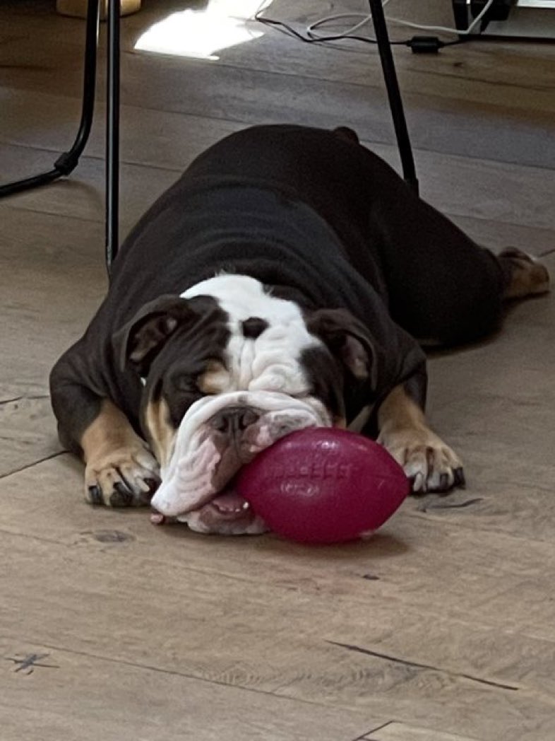 BeefThings's tweet image. Waiting for a fav sports ball season. Dreaming.